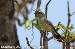 Cinnyris sovimanga apolis