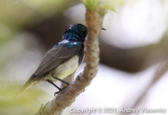 Cinnyris sovimanga apolis