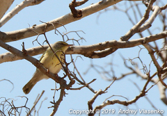 Neomixis tenella debilis