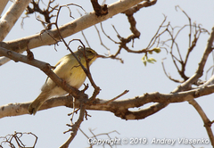 Neomixis tenella debilis