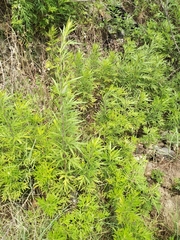 Artemisia verlotiorum