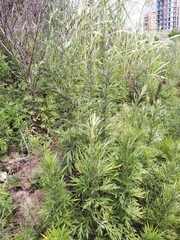 Artemisia verlotiorum