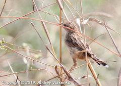 Cisticola cherina