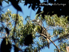 Anorrhinus galeritus