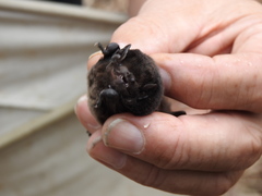 Chalinolobus gouldii