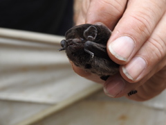 Chalinolobus gouldii