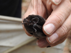 Chalinolobus gouldii