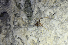 Dolichopoda thasosensis