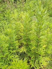 Artemisia verlotiorum