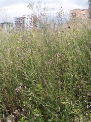 Verbena brasiliensis