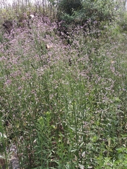 Verbena brasiliensis