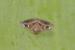 Lamprosema cayugalis