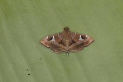 Lamprosema cayugalis