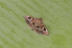 Lamprosema cayugalis