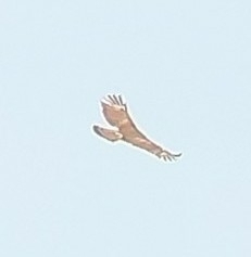 Nisaetus cirrhatus limnaeetus