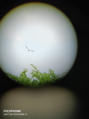 Nisaetus cirrhatus limnaeetus