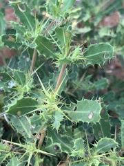 Blepharis diversispina