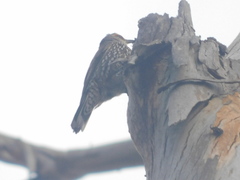 Climacteris erythrops