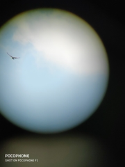 Nisaetus cirrhatus limnaeetus