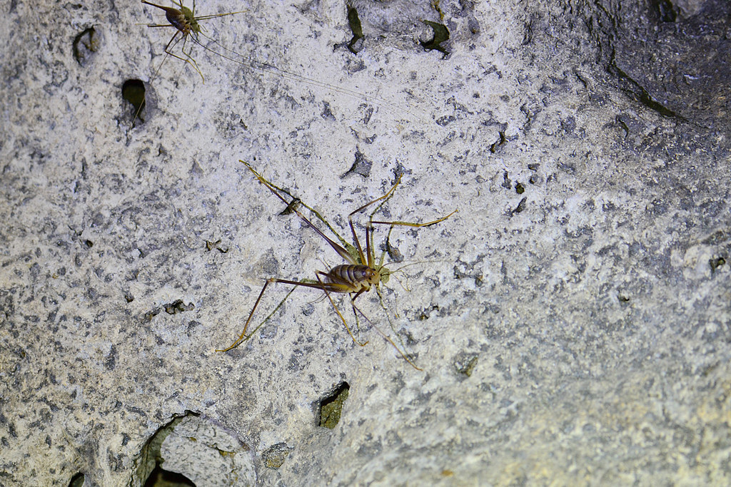 Thassos Cave-cricket