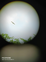 Nisaetus cirrhatus limnaeetus