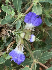 Blepharis diversispina