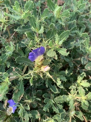 Blepharis diversispina