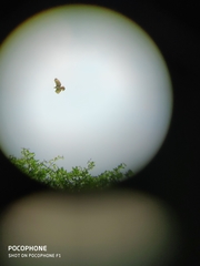 Nisaetus cirrhatus limnaeetus