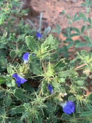 Blepharis diversispina