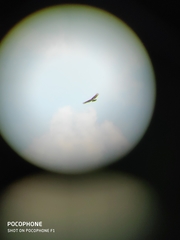 Nisaetus cirrhatus limnaeetus