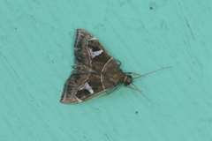 Lamprosema cayugalis