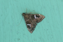 Lamprosema cayugalis