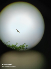 Nisaetus cirrhatus limnaeetus