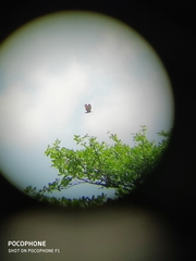 Nisaetus cirrhatus limnaeetus