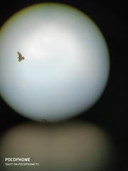 Nisaetus cirrhatus limnaeetus