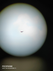 Nisaetus cirrhatus limnaeetus