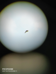 Nisaetus cirrhatus limnaeetus