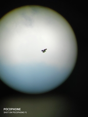 Nisaetus cirrhatus limnaeetus