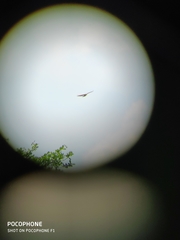 Nisaetus cirrhatus limnaeetus