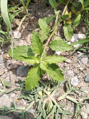 Dysphania ambrosioides