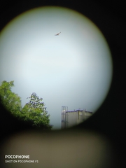 Nisaetus cirrhatus limnaeetus