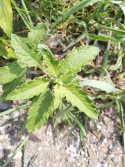 Dysphania ambrosioides