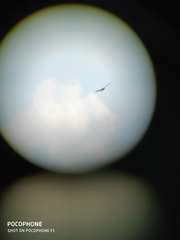 Nisaetus cirrhatus limnaeetus