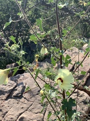 Hibiscus engleri