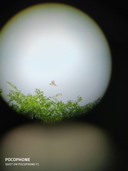 Nisaetus cirrhatus limnaeetus