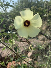 Hibiscus engleri