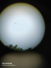 Nisaetus cirrhatus limnaeetus