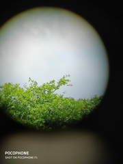 Nisaetus cirrhatus limnaeetus