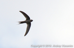 Cypsiurus gracilis gracilis