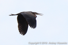 Ardea purpurea madagascariensis